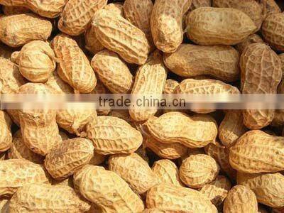 new crop farming product peanut with high quality