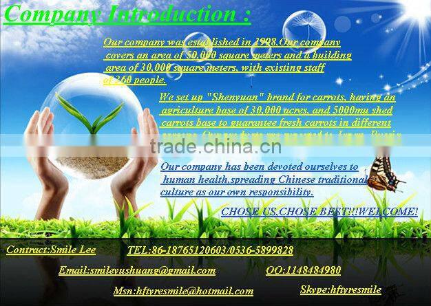 2013 NEW CROP FRESH BELL PEPPER