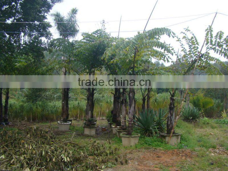 wholesale outdoor decrotive landscaping ornamental palm Caryota urens L