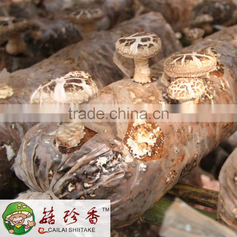 AA quality tea flower shiitake