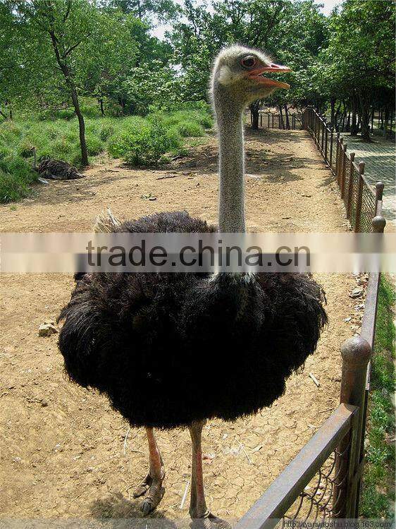 MJT-2 mujia 108eggs automatic OSTRICH egg incubator hot sale