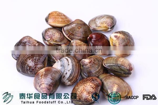 New Produce Frozen Hard Clam with Shell in Good Quality