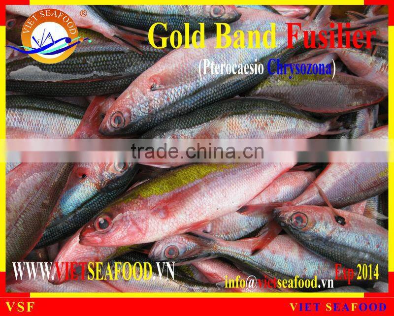 FROZEN GOLD BAND FUSILIER WHOLE ROUND