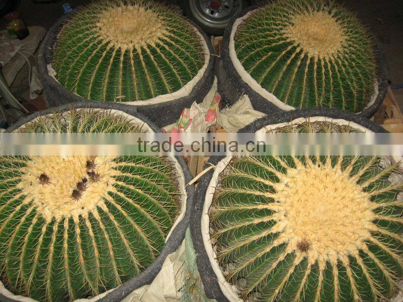 Echinocactus grusonii in box packing