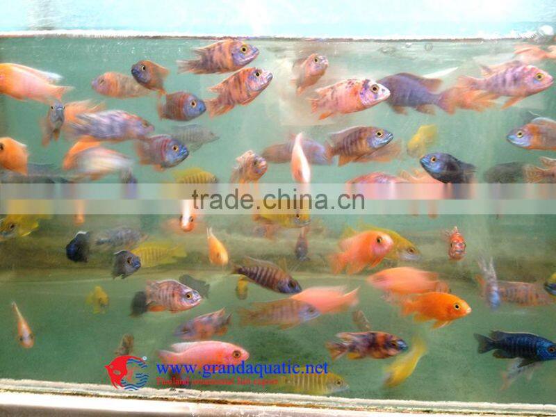 freshwater fish for sale