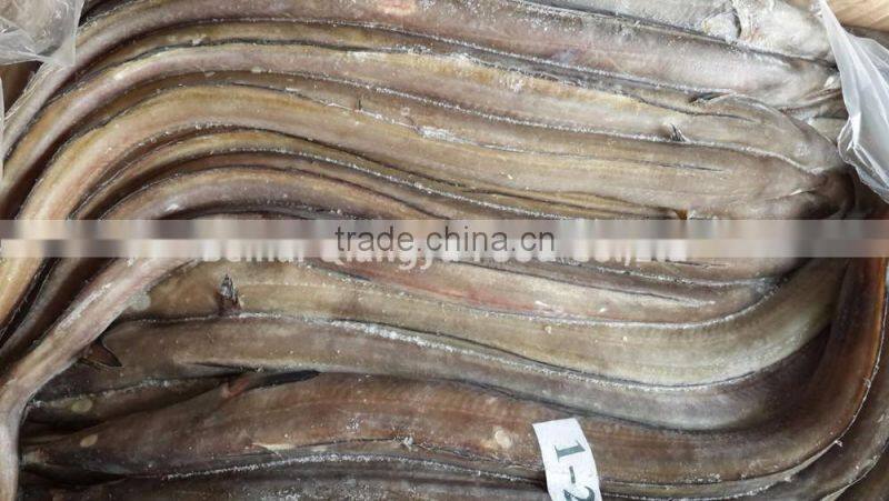 wholesale frozen seafood conger eel