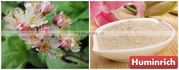 FAQ 9--What Should Pay Attention To Cultivation Of Cherries?