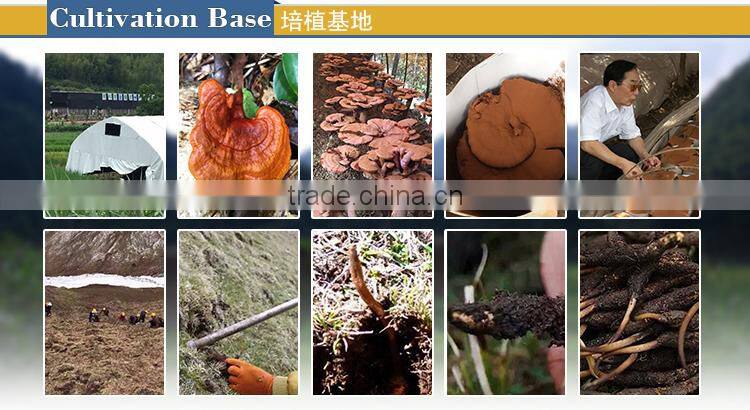 Memory Booster Biloba Ginkgo Organic Gold Ganoderma Extract