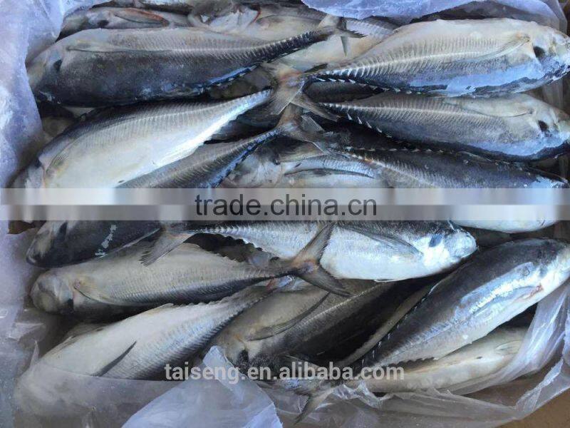 Whole Frozen hardtail fish for sale /frozen horse mackerel for thailand market