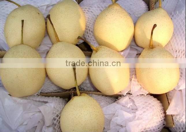 Super Shandong Pear Packed in Carton