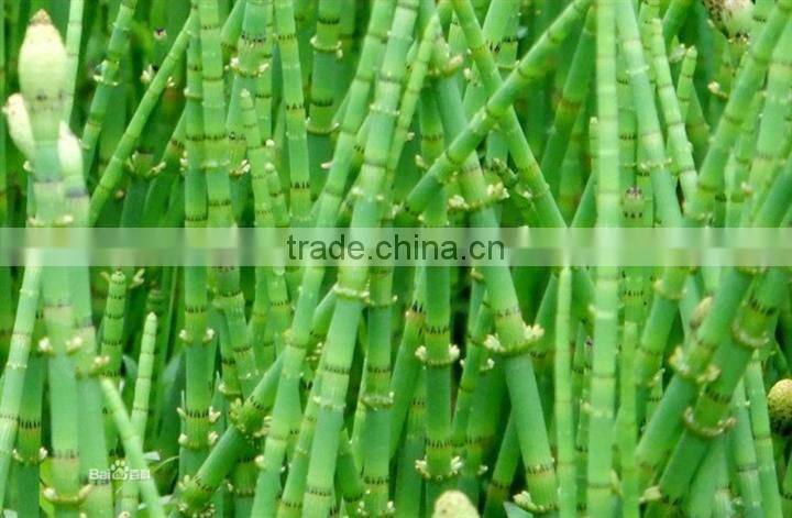 Pure and Natural Horsetail powder with Silica 7% /Equisetum arvense extract powder
