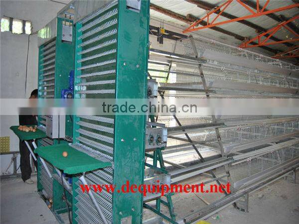 Automatic manure removal A type supplier poultry equipment