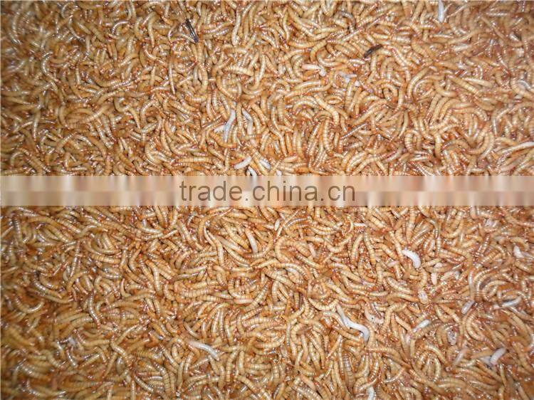 100% Pure Natural Microwave Dried Mealworm; Dried Tenebrio Molitor For Fish Food