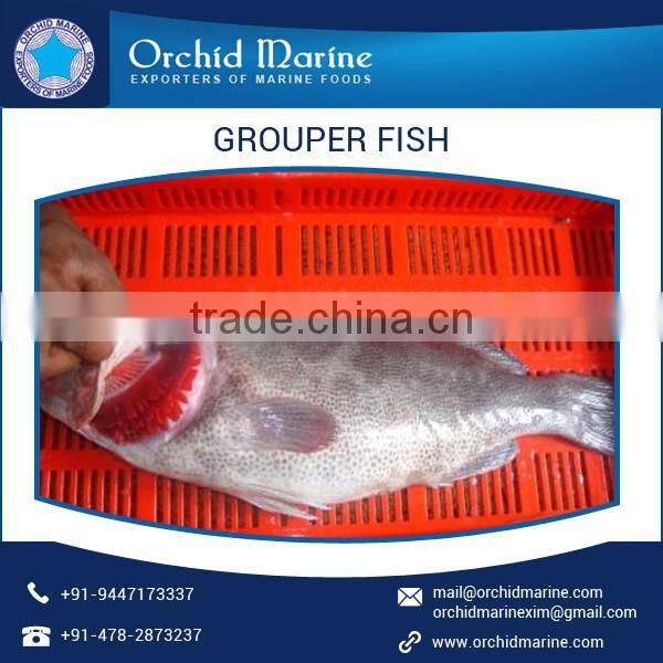 Shelf Life Frozen Grouper Fish Supplier at Cheap Rate
