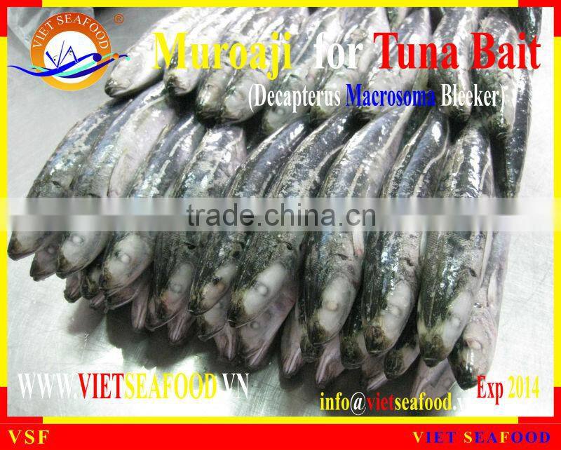 MUROAJI FOR TUNA BAIT