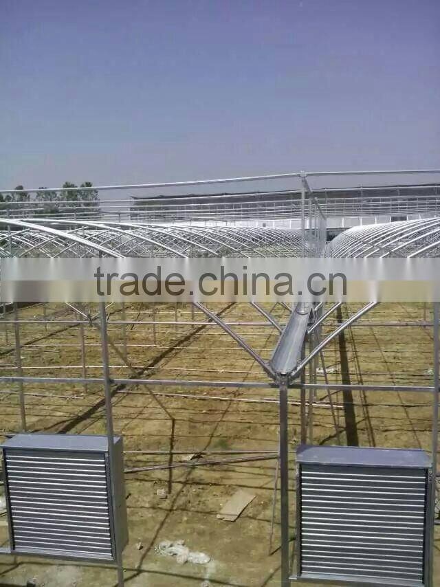 Customized Plastic Film Tunnel Greenhouse for US Market