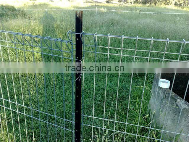 Black painted Australia star picket