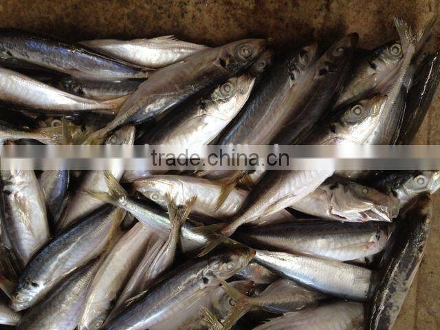 2016 Newly Frozen Whole Round Scad Fish for sale