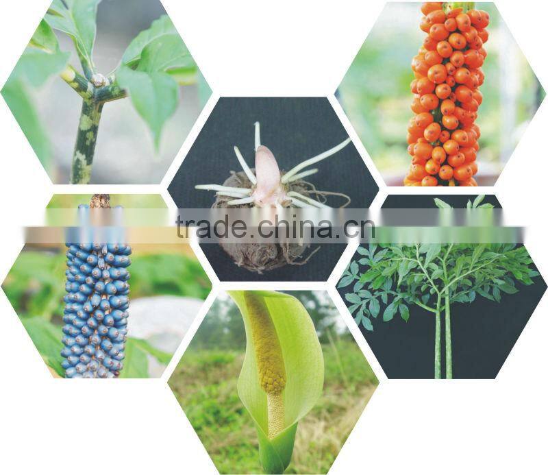 delicious konjac dried snack with grapes apple organe and strawberry flavor