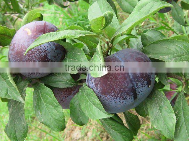 fresh black plum
