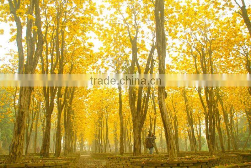 Tabebuia chrysantha