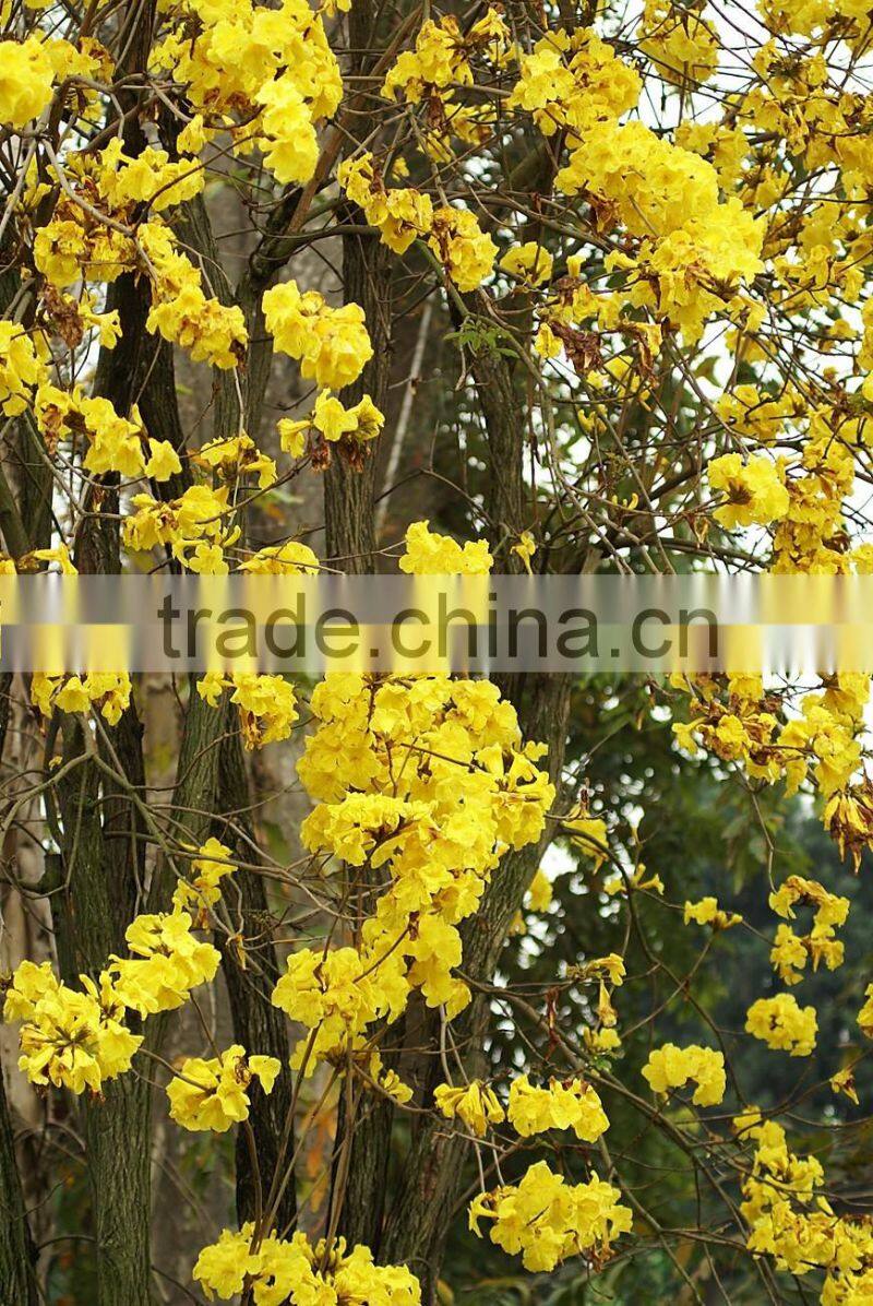 Tabebuia chrysantha