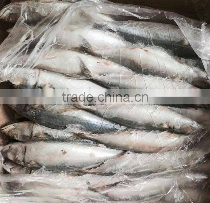 Frozen Pacific Mackerel For Bait
