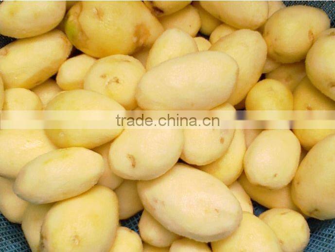 Large Potato Drum cleaning and polishing machine/carrot washing and polishing machine