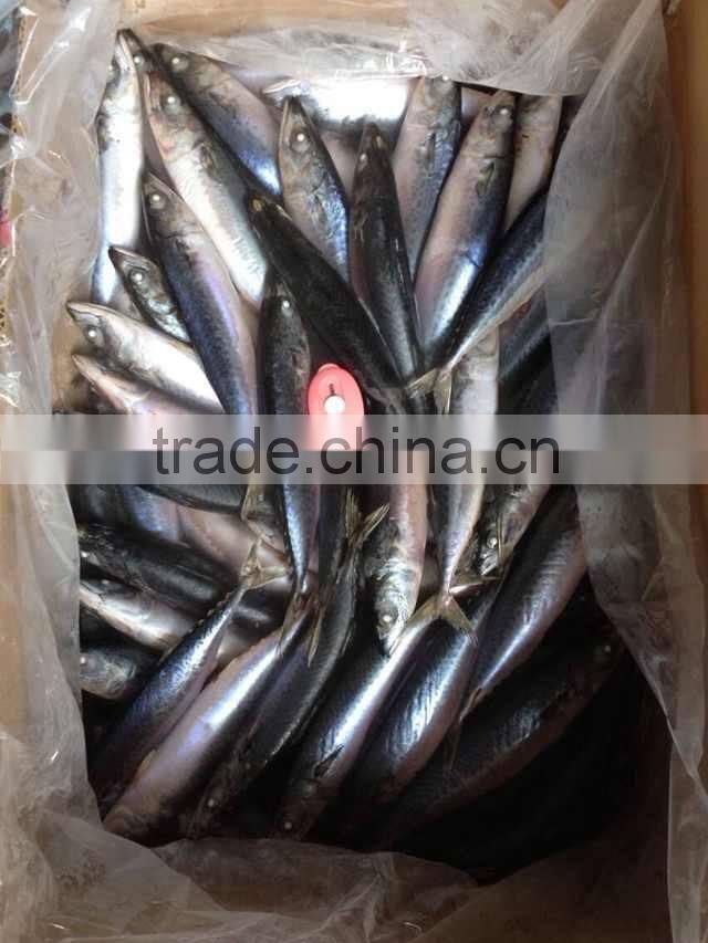 100-150g Frozen Pacific mackerel (Scomber Japonicus )