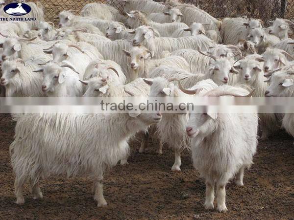 Wool Cashmere Scottish Tartan Scarf WCS14112212