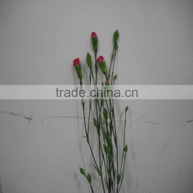 Elegant in smell factory direct high quality flower carnation