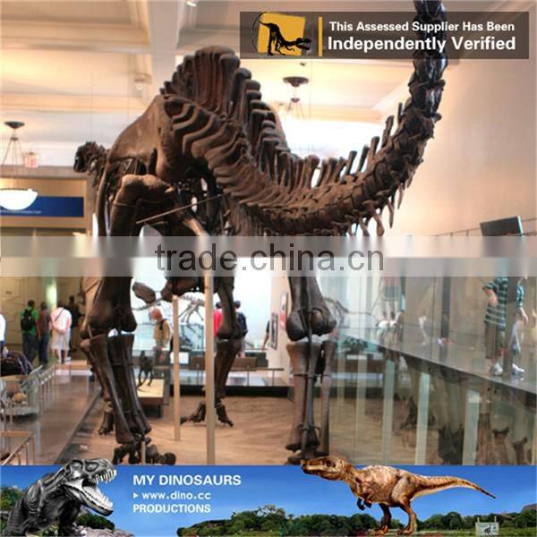MY Dino-C047 Mamenchisaurus dinosaur skeleton model for sale