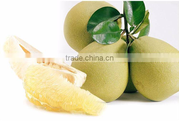 Professional export local honey pomelo from guan-xi pomelo