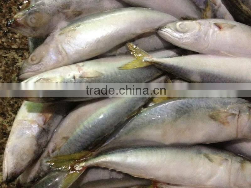 New hot sale WR mackerel fish 8-10pcs/kg for market / canned