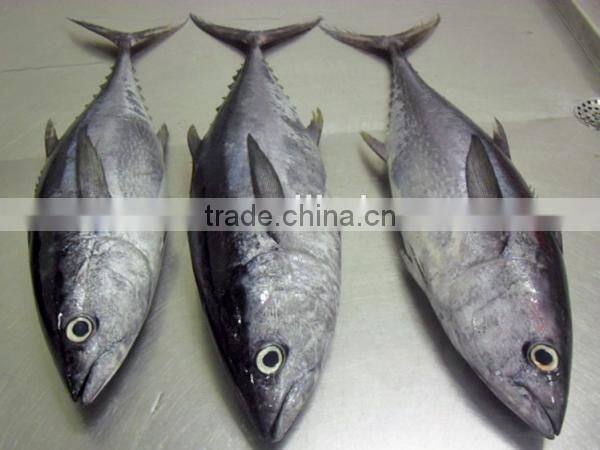 frozen big eye tuna/bigeye tuna fresh seafood