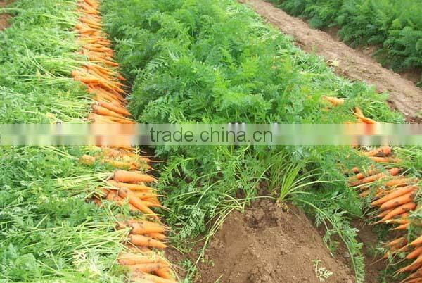 China new crop fresh carrot---hot sale !