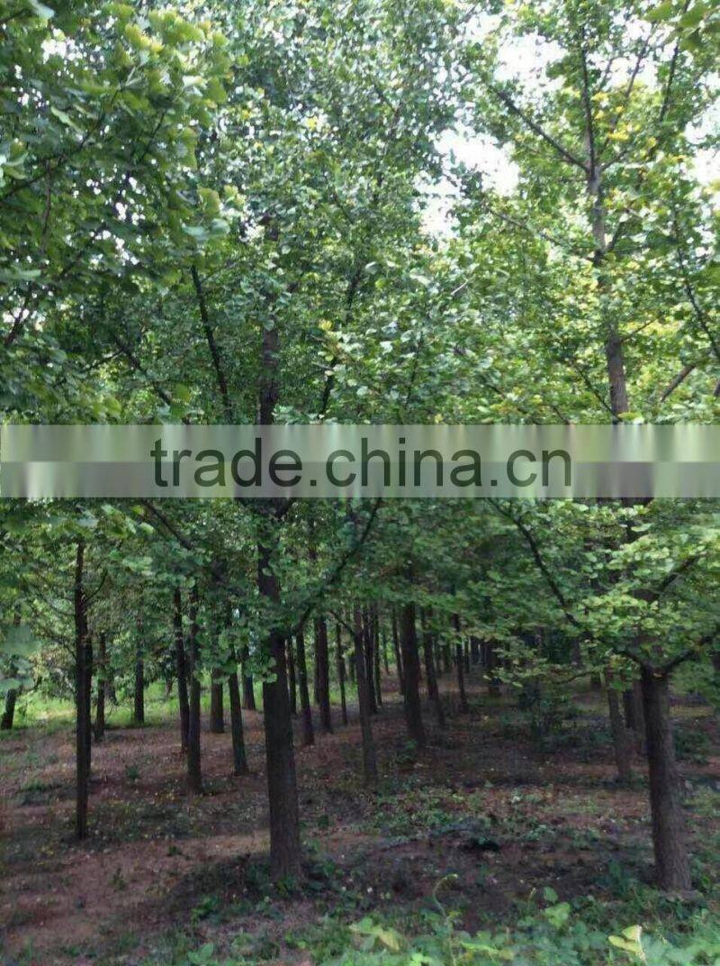 Ginkgo biloba L