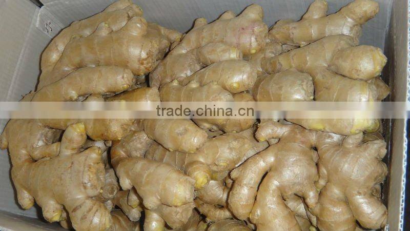 Fresh mature ginger