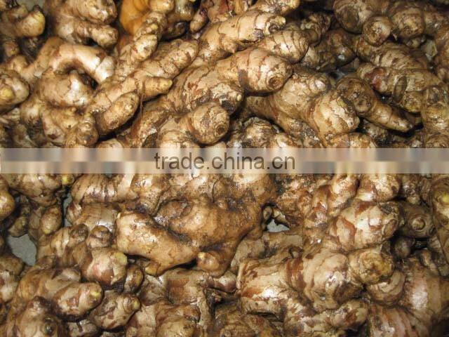 VIETNAM DRIED SLICE GINGER, BEST PRICE, HIGH QUALITY (+841657106604 - WHATSAPP)