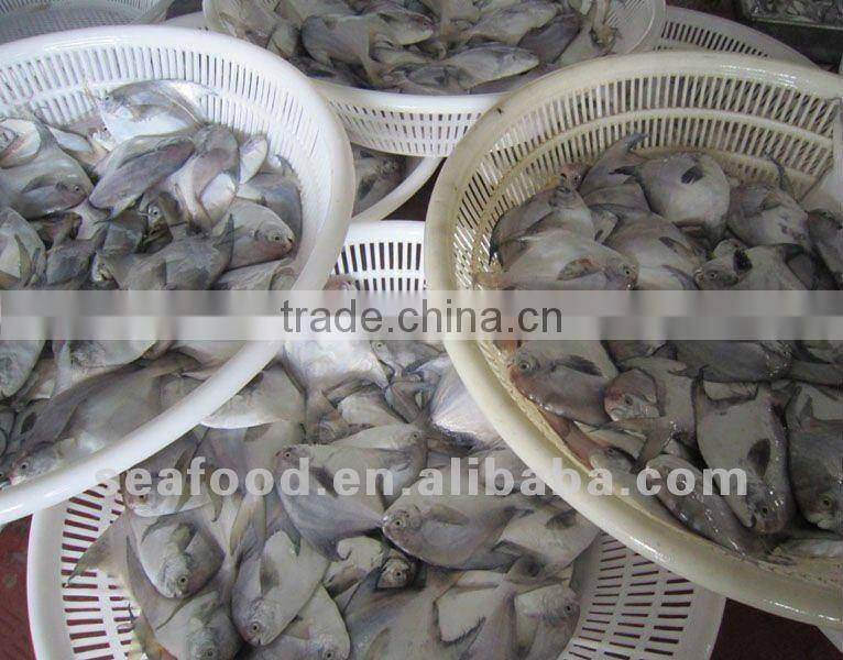 Frozen Silver Pompret