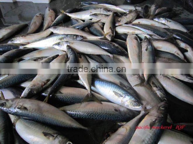 Frozen seafood seaction