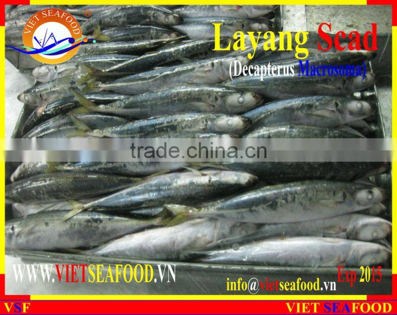 FROZEN LAYANG SCAD (MUROAJI) WHOLE ROUND