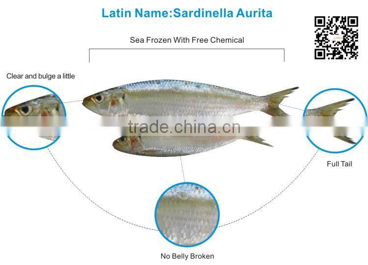 Frozen Bait Sardines Seafood Fish