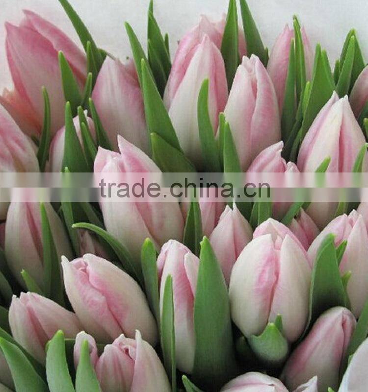Quality hot-sale decoration tulips