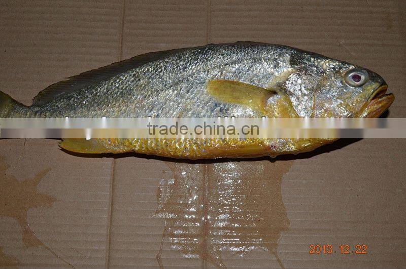 Hot sale yellow croaker gift box package