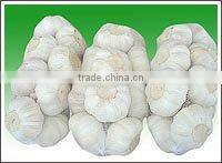 new crop chinese fresh white Garlic