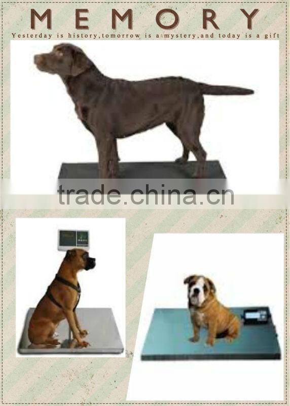scale to weigh cattle