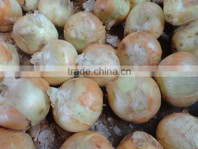 Fresh Yellow Onion / Red Onion