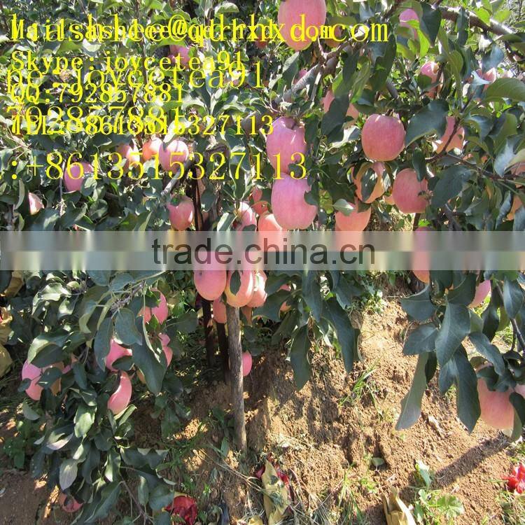 Apple Fuji India Pakistan Southeast Asia Europe UAE south africa