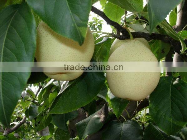 fresh ya pear&new crop&the most lowest price